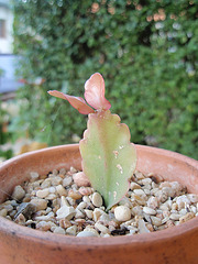 epyphilum P9020238