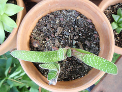 gasteria P9020245