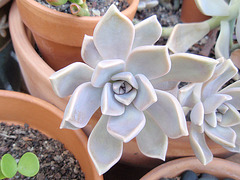 grapopetalum paragyense P9020229