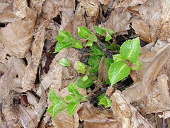 hortensia P3250236