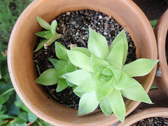 haworthia cooperi P9020247