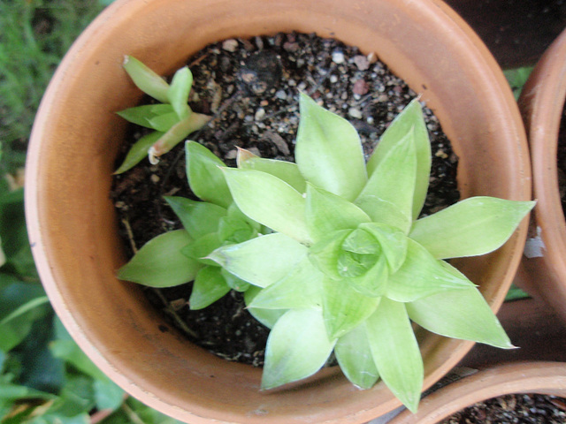 haworthia cooperi P9020247