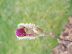 magnolia loebneri 'leonard messel' P3250224