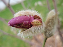 magnolia loebneri 'leonard messel' P3250225
