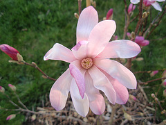 magnolia loebneri 'leonard messel' P3310256
