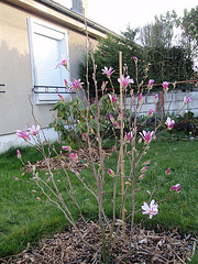 magnolia loebneri 'leonard messel' P3310257