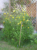 Ranunkelstrauch, auch "Goldröschen" (Kerria japonica)