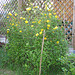Ranunkelstrauch, auch "Goldröschen" (Kerria japonica)