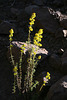 Shrubby species of Calceolaria