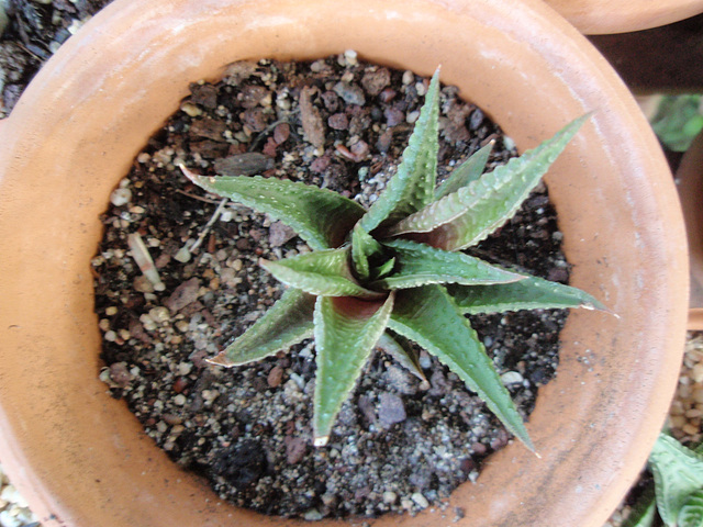 haworthia P9020240