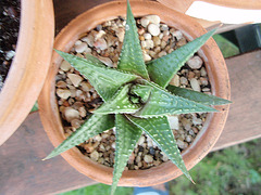 haworthia P9020241