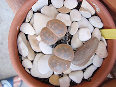 lithops P9020232