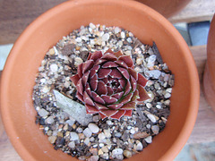 sempervivum P9020234