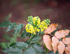 Mahonia