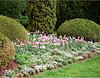 parterre au tulipes roses