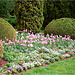 parterre au tulipes roses