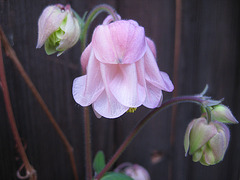rosa Akelei (Aquilegia vulgaris)