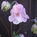 rosa Akelei (Aquilegia vulgaris)