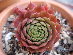 sempervivum P9020235