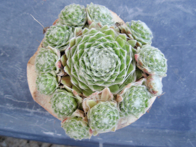sempervivum P9020249