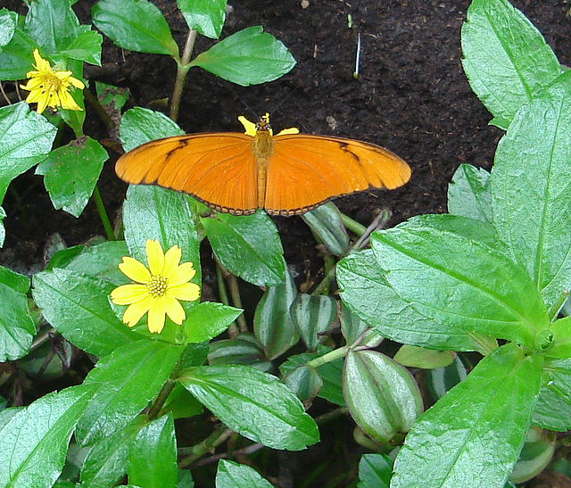 Butterfly feeding