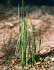 Equisetum