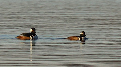 Canard ( Harle couronné )
