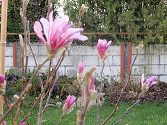 magnolia loebneri 'leonard messel' P3310259