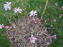magnolia loebneri 'leonard messel' P3310261