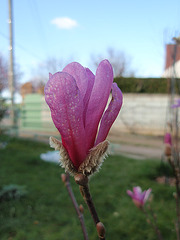 magnolia loebneri 'leonard messel' P3310262