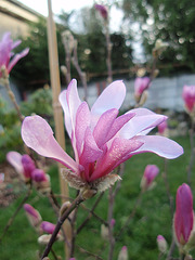 magnolia loebneri 'leonard messel' P3310263