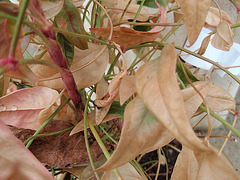 nandina domestica 'fire power' P3280244