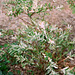 salix integra cultivar "hakuro-Nishiki".