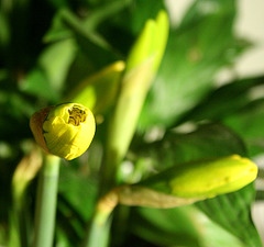 daffodil buds opening