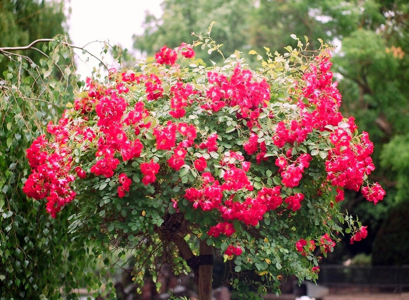 rosier