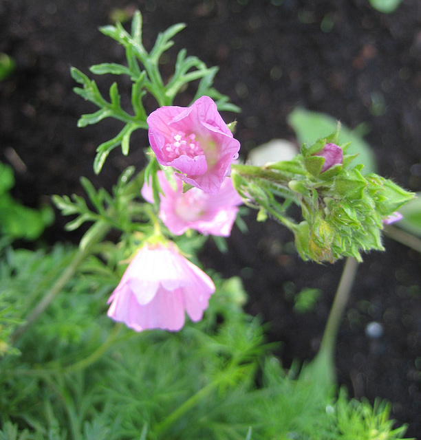 Rosenmalve (Malva alcea)