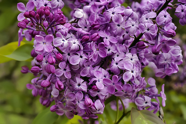 Lilacs – National Arboretum, Washington D.C.