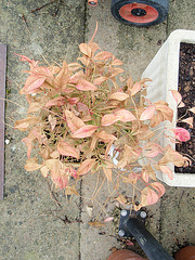 nandina domestica 'fire power'P3280242