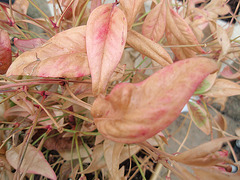 nandina domestica 'fire power'P3280243