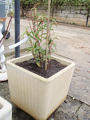 sarcococca hookeriana dygyna P3140168