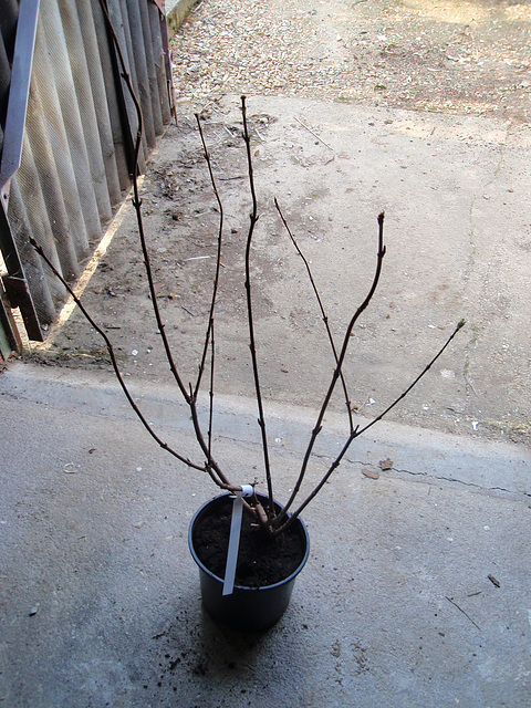 viburnum bodnantense  dawn P3110161