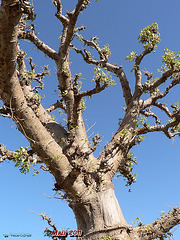 Baobab