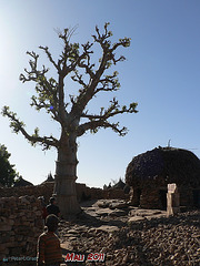 Baobab