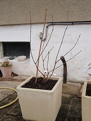 viburnum bodnantense  dawn P3140169