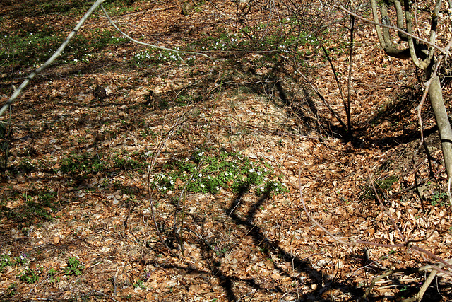 Floraison des Anémones des bois