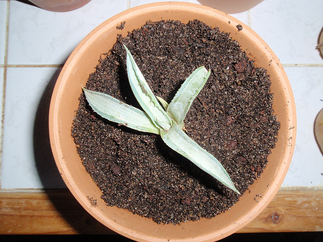 agave américana variegata P3040121