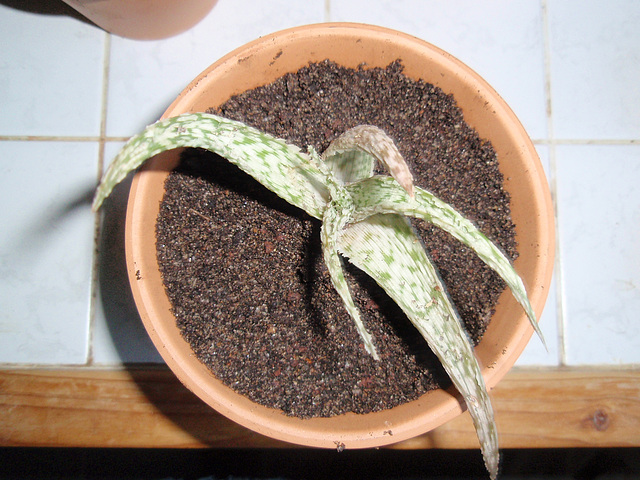 aloe rauhii snowflake P3040119