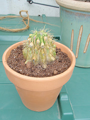 cactus mélusinesque P3140171