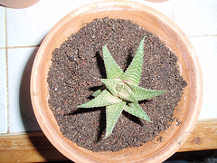 haworthia P3040120