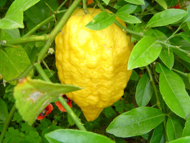 Persian" Badrang" fruit.